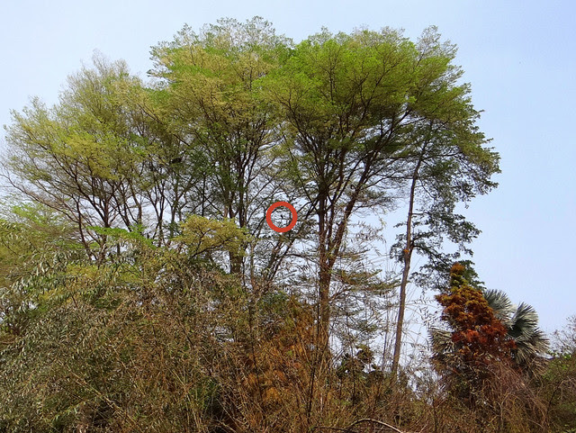 鳳頭蒼鷹/無限台南
