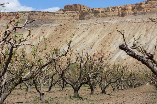Fruit Trees with Pink blooms