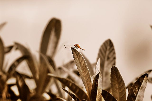 Dragonfly on a leaf [enlarge]