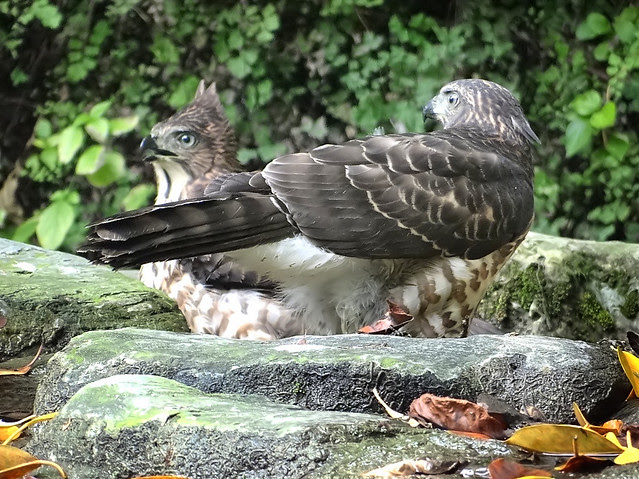 鳳頭蒼鷹/無限台南