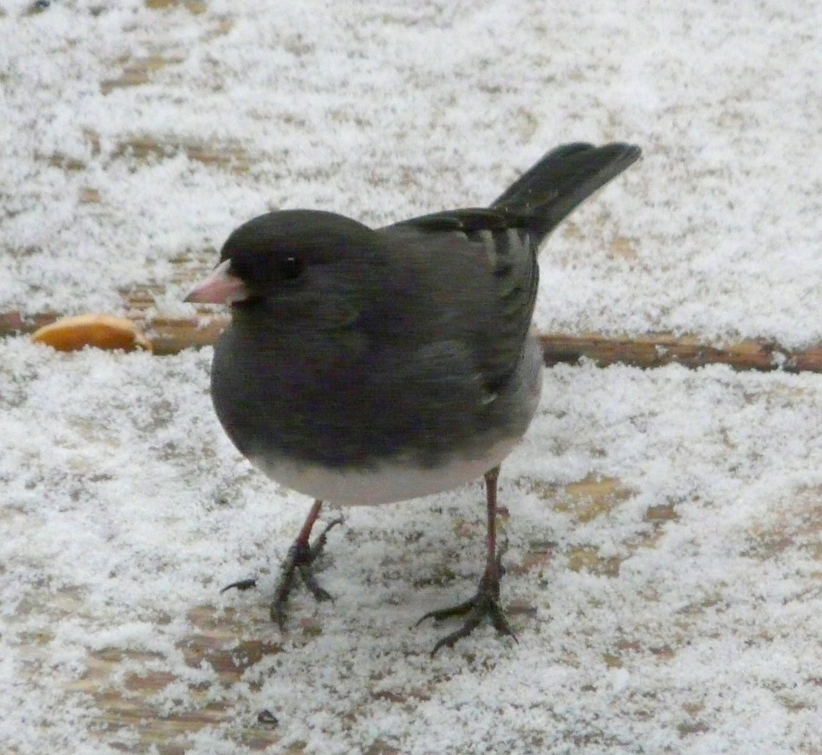 Mp3 Download Free Forever: NJ Bird Photos: Birds of New Jersey
