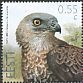 European Honey Buzzard Pernis apivorus European Honey Buzzard Pernis apivorus