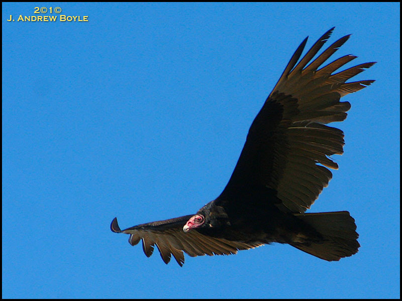 Turkey Vulture