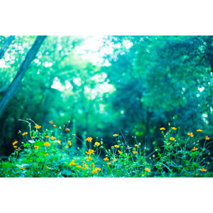 50 背景 森 イラスト フリー ディズニー画像のすべて