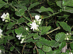 Bunga melati putih (Jasminum sambac Air.)
