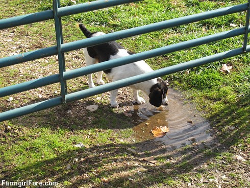 Bert lapping up a puddle - FarmgirlFare.com