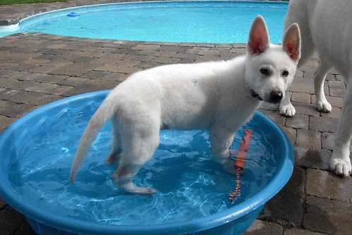 Aug. 11-Happy's new wading pool-9