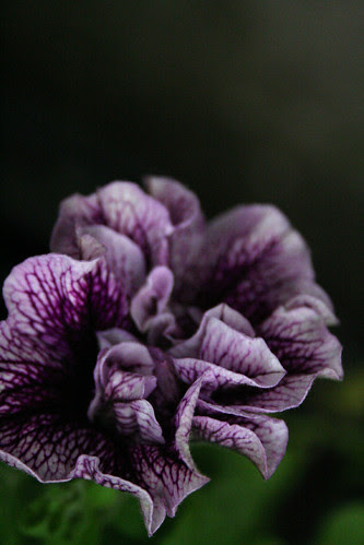 silly frilly
