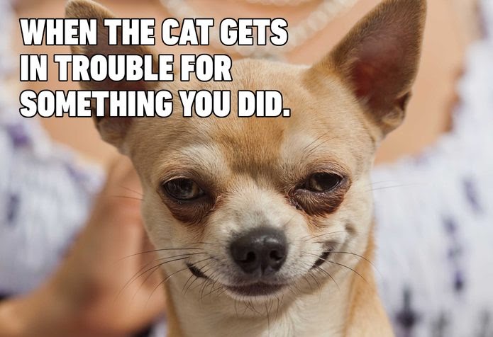 Funny Dog Memes Clean 2021 - Draw-egg