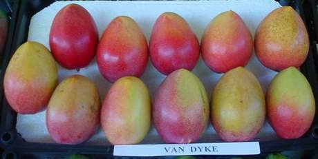 manga-vandyke-manga-vandyke