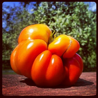 Funky #tomato looks pretty #cool #igrewit #containergarden #deck #summer #salad #food #photooftheday