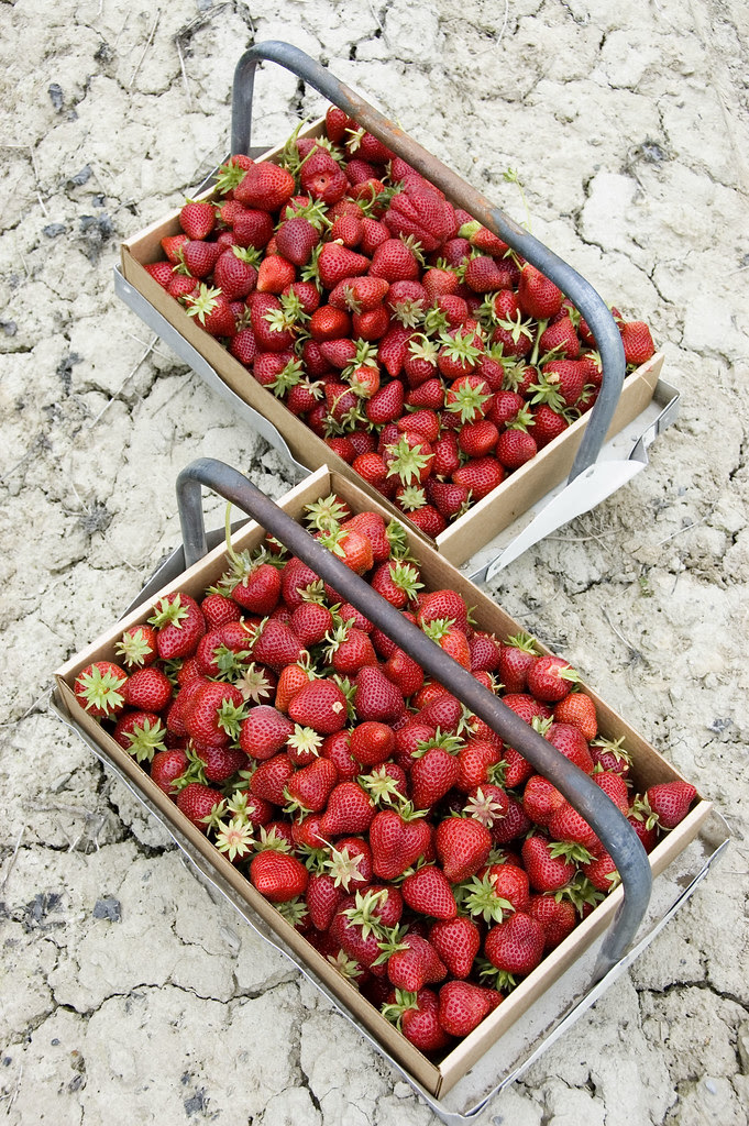 24 pounds of berries