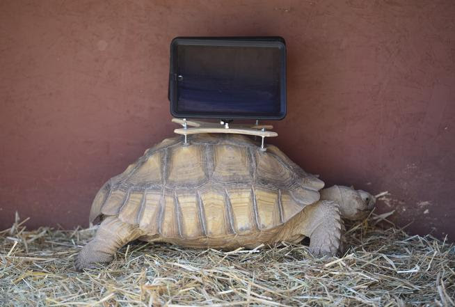 Aspen Art Museum Shuts down  iPad-toting Tortoise Exhibit