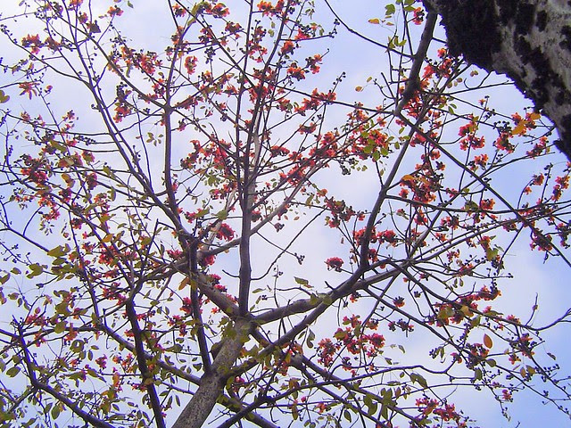 木棉花/無限台南