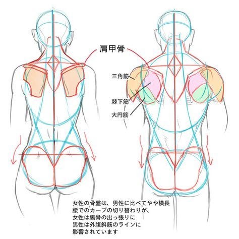 Female Back Muscles Chart - Female Muscle Diagram And Definitions Jacki