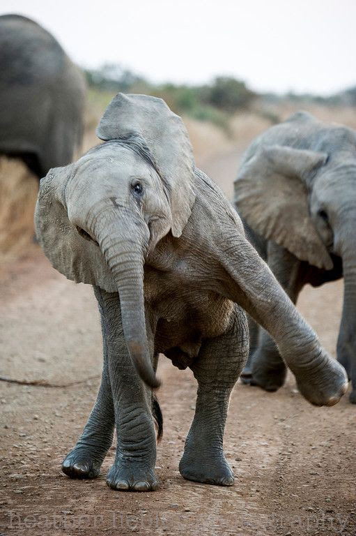 Dancing baby elephant! | Found on @GuessQuest