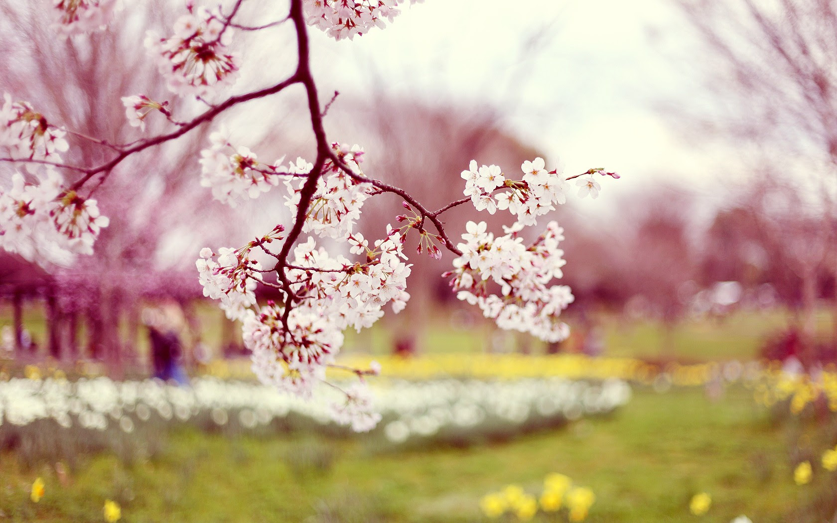 Featured image of post Spring Background Images Jpg