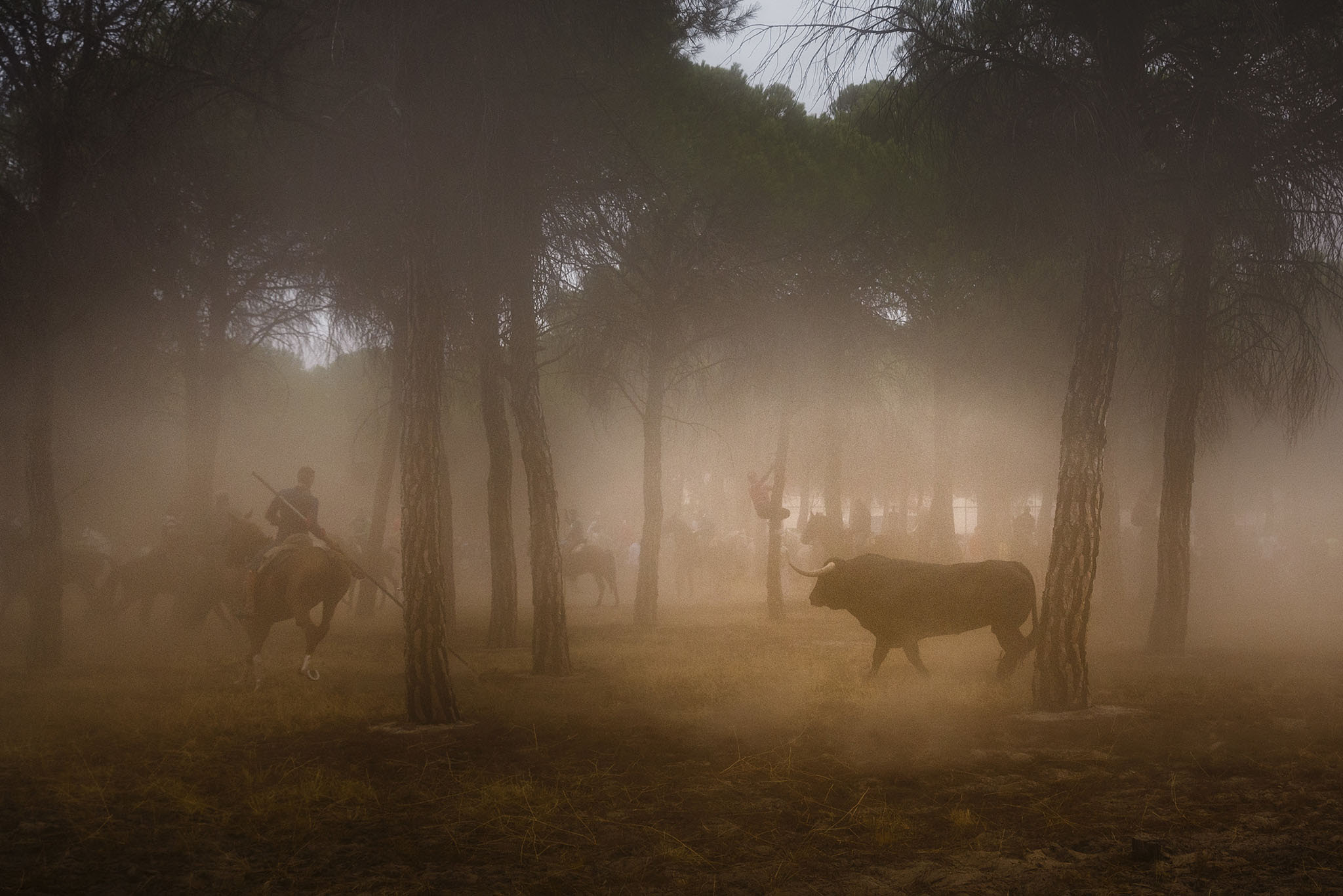 Men on horseback ride trough a pine tree forest chased by a a brave bull in Tordesillas, Spain, Tuesday, Sept. 13, 2016 . Men on horseback and on foot traditionally have chased the bull and speared it in front of thousands of onlookers in what became known as one of Spain's goriest spectacles, but amid increasing protests by animal rights activists the regional government last year banned the killing of bulls at town festivals, though traditional bullfights were not affected. (AP Photo/Daniel Ochoa de Olza)
