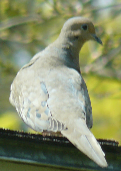Mourning Dove