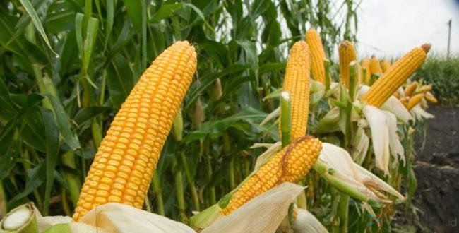 Ingin Menggeluti Bisnis Jagung Berikut Cara Menanam Ingin Menggeluti Bisnis Jagung Berikut Cara Menanam
