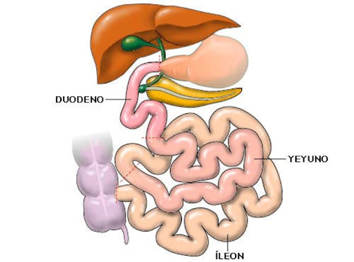 DIGESTIO-GURUINAK