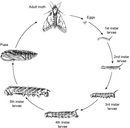 Rice Horned Caterpillar Life Cycle - Garden Bugs