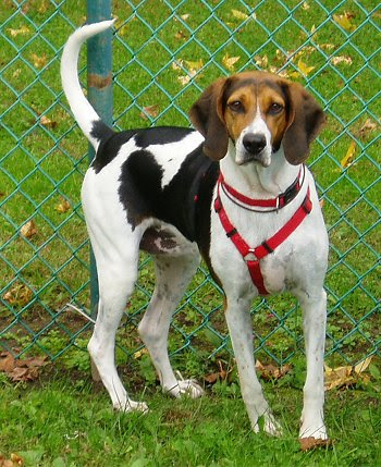 American Foxhound Facts, Temperament, Training, Puppies, Pictures American Foxhound Facts, Temperament, Training, Puppies, Pictures