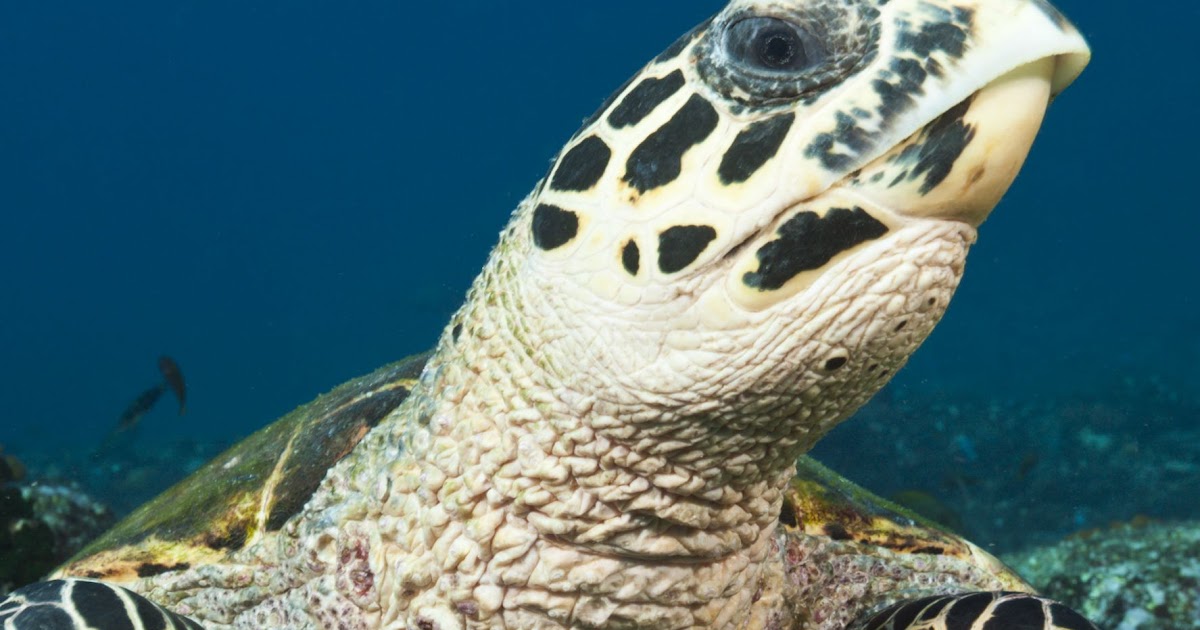 all about rare animals | unique animals and more....: Whats The Rarest