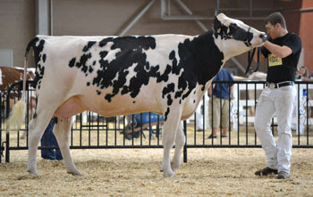 Image result for parent dairy show