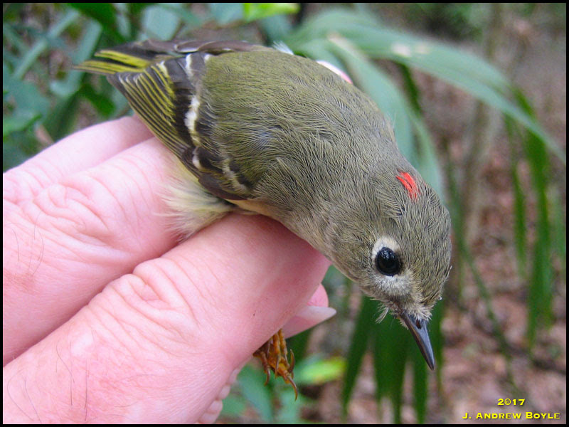 Ruby-crowned Kinglet Ruby-crowned Kinglet