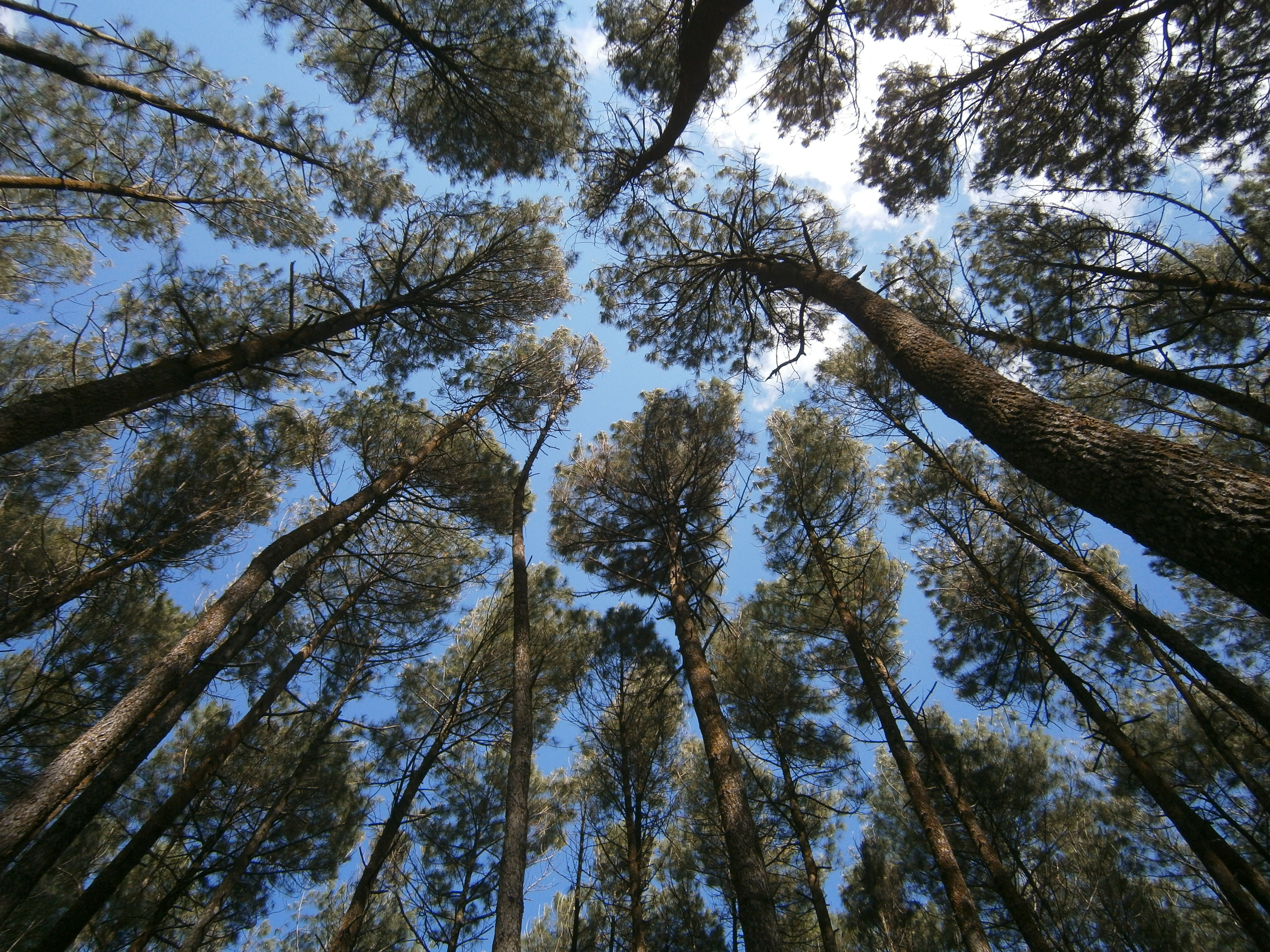 Pesona Hutan Pinus  Mangunan Good News from Indonesia