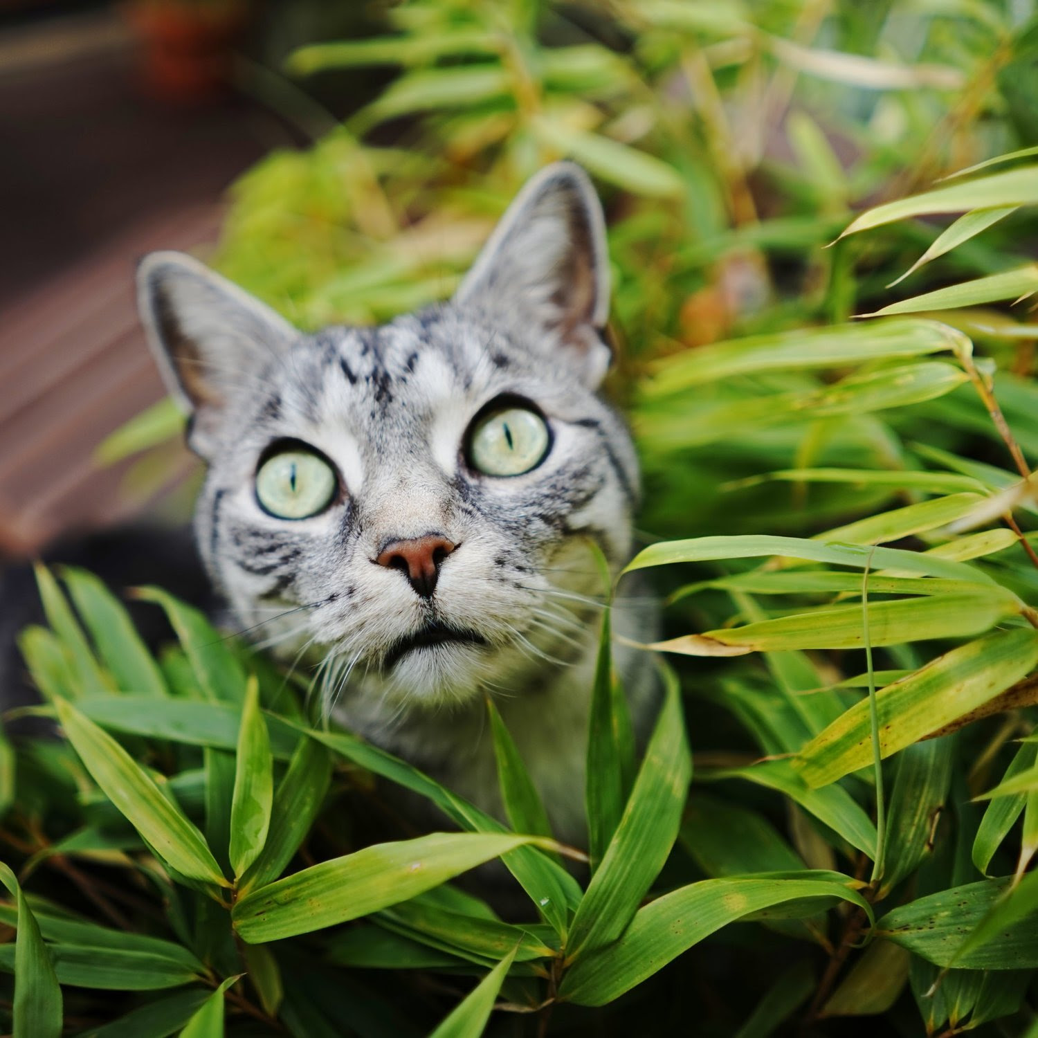 Bamboo Plants Poisonous To Cats