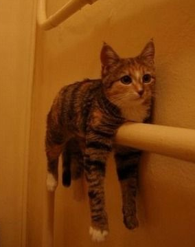 50 素晴らしい面白い 動物 画像 最高の動物画像