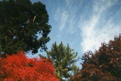 Biltmore Fall