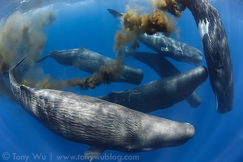 Sperm Whale Defecation | Tony Wu Underwater Photography