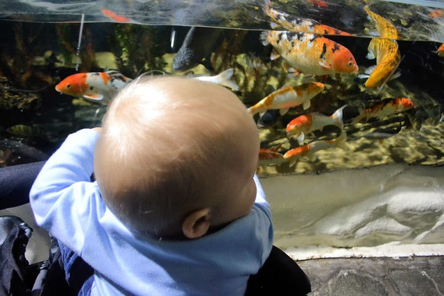 SeaLife (54)muok