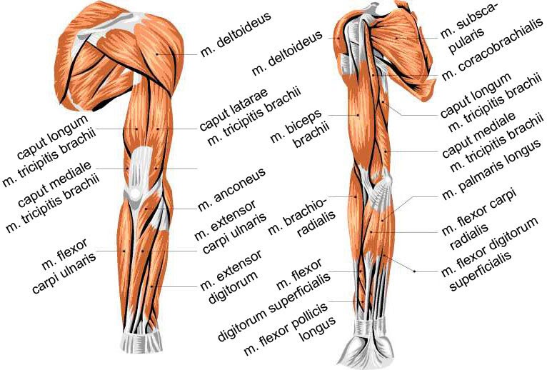 Arm Muscle Diagram Muscles That Move The Arm In Human Anatomy The
