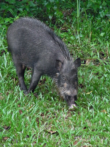 wild boar at maliau basin R0011995 copy