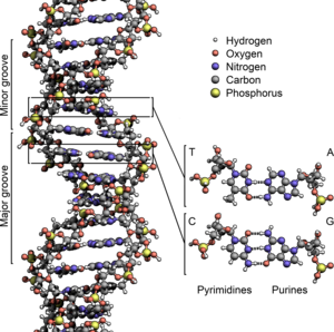 The structure of DNA showing with detail showi... The structure of DNA showing with detail showi...