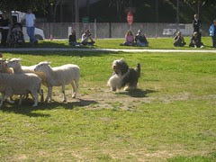 sheepherding_beardedcollie