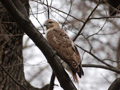 Red-Tailed Hawk in Central Park