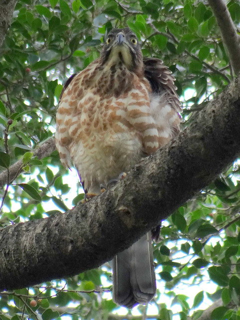 鳳頭蒼鷹/無限台南