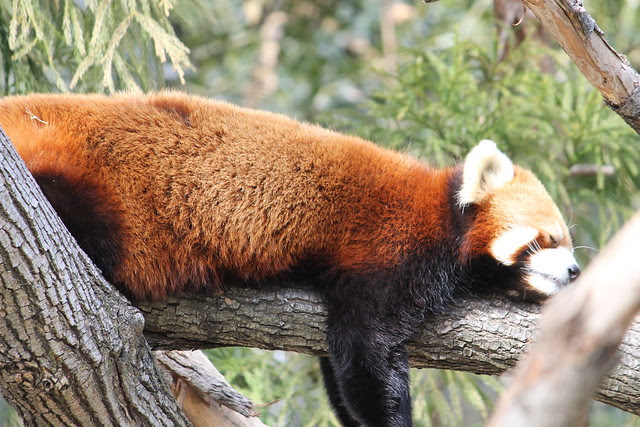 Red Panda