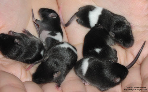 A handful of 10 day old mouse babies