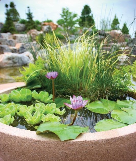 Floating pond plants for sale near me information