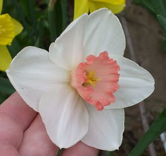 Daffodil 14