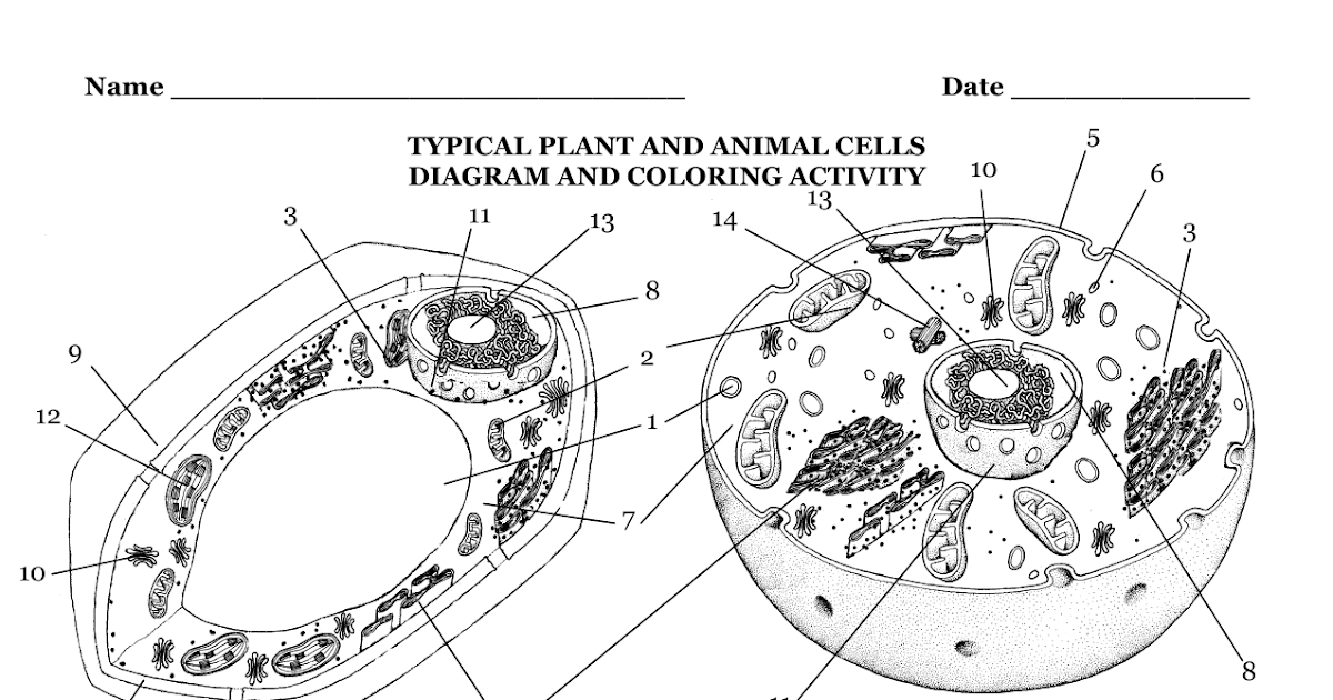 Typical Plant And Animal Cells Diagram And Coloring ...