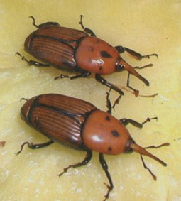 rimedi naturali per pulci in casa mangia gli insetti con le foglie