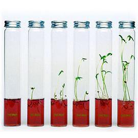 plantarium 2