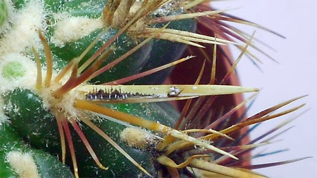 Extraordinarily Tiny Paintings of Istanbul by Hasan Kale Extraordinarily Tiny Paintings of Istanbul by Hasan Kale painting miniature Istanbul insects